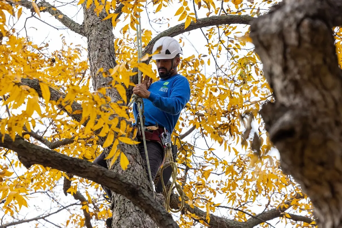Skilled Tree Planting crew working in Orleans